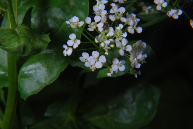 Lepidium draba